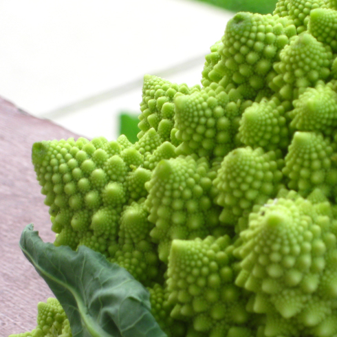 romanesco-isobel02