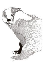 Badger - Pen & Ink