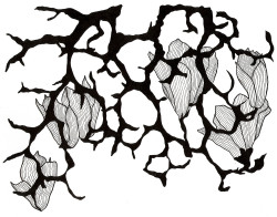 Magnolias - Pen & Ink