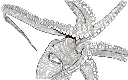 Octopus - Pen & Ink