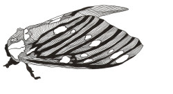 Moth - Pen & Ink
