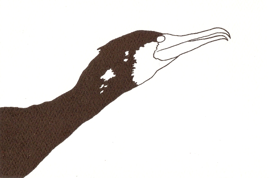 north american birds